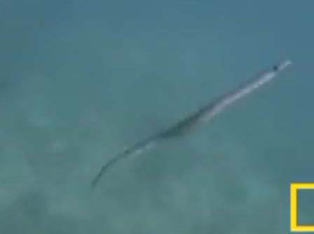 Kartal saniye saniye avını böyle yakaladı - Resim: 3