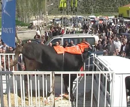 AK Partili vekili çıldırtan görüntü - Resim: 3