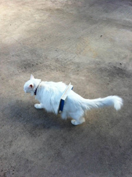 Umursamazlıkta zirve yapanlar! - Resim: 3