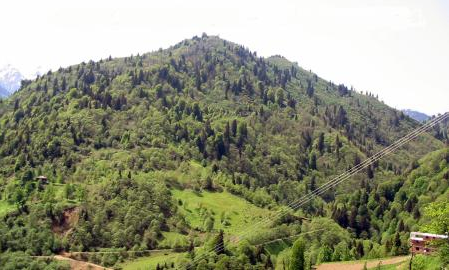 HES'ler ormanları bu hale getirdi! - Resim: 1