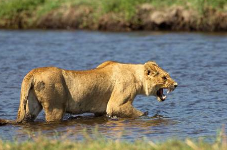 Anne aslan yavrularını böyle korudu - Resim: 3