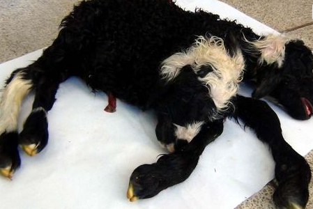 Van'da inanılmaz olay! - Resim: 3