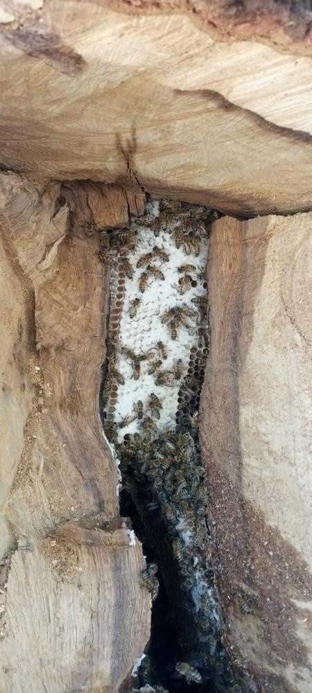 Kilosunu bin 500 liradan satıyor! İnsan eli değmiyor... Birçok hastalığa şifa - Resim: 2