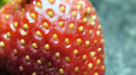Çilekteki şifa sırları - Resim: 2