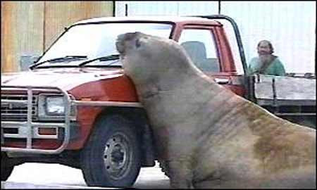 Arabanızda gerçekten güvende misiniz? - Resim: 2