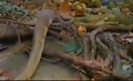 Piton ve kral kobranın kapışması - Resim: 1