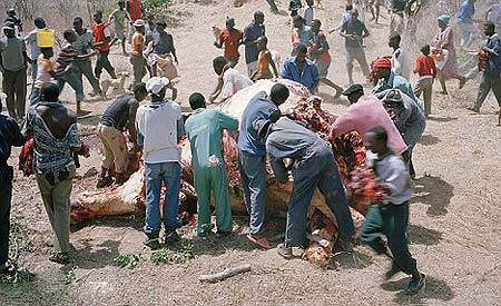 Açlıktan leş yediler! - Resim: 1