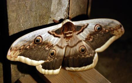 Dev kelebekler korkutuyor! - Resim: 2