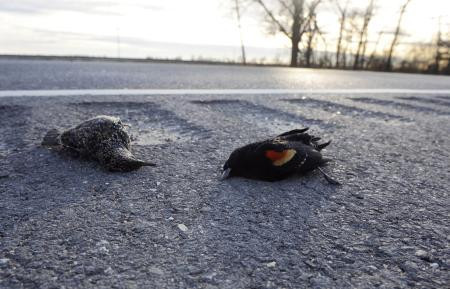Ölü kuşlar neyin habercisi? - Resim: 4