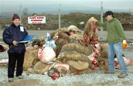 Kurban etiyle ilgili gerçekler - Resim: 4