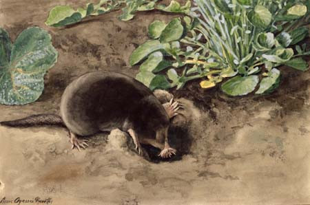 Hayvanların bu hareketleri sizi şaşırtacak! - Resim: 4