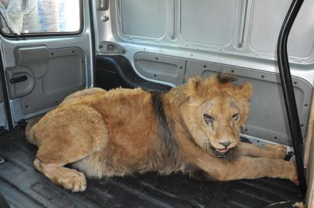 Jandarmanın gözlerine inanamadığı an! - Resim: 1