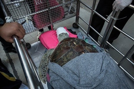 Midesini açtılar! İçinden çıkanları görünce... - Resim: 1