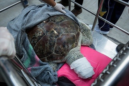 Midesini açtılar! İçinden çıkanları görünce... - Resim: 2