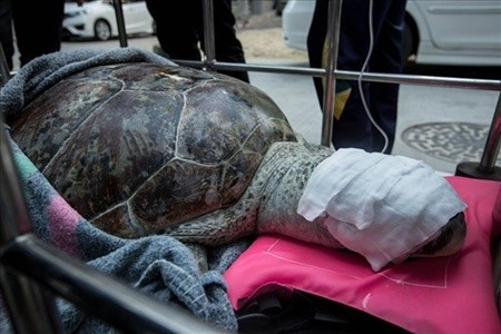 Midesini açtılar! İçinden çıkanları görünce... - Resim: 3