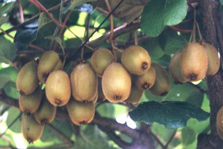 26 meyvenin en değerlisi - Resim: 4