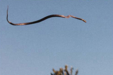 Uçan yılanların sırrı çözüldü - Resim: 1