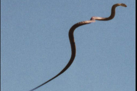 Uçan yılanların sırrı çözüldü - Resim: 3