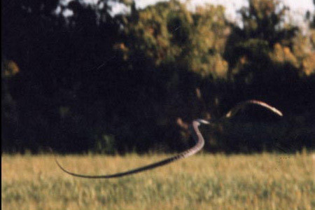 Uçan yılanların sırrı çözüldü - Resim: 4