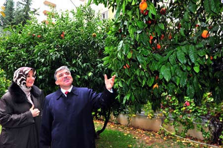 Gül portakal bahçesinde - Resim: 2