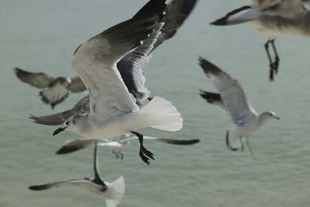 Hayvanların bu hareketleri sizi şaşırtacak! - Resim: 2