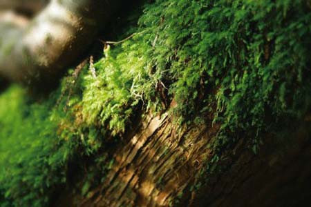 Peygamberimiz'in verdiği müthiş sır! - Resim: 4