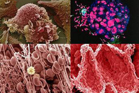 İnsan vücudundan 15 muhteşem görüntü - Resim: 1