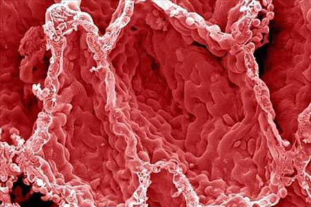 İnsan vücudundan 15 muhteşem görüntü - Resim: 2