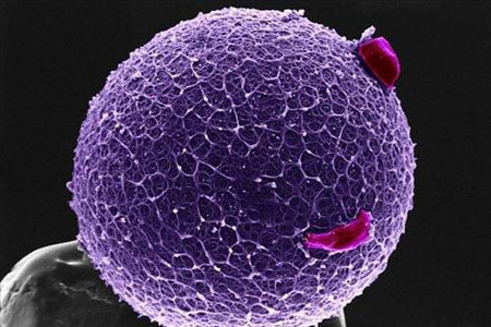 İnsan vücudundan 15 muhteşem görüntü - Resim: 3