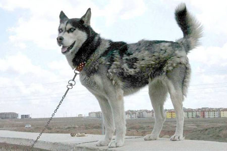 Bunları biliyor muydunuz? - Resim: 4