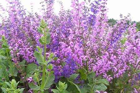 Mucize bitki çayları - Resim: 1