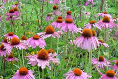 Mucize bitki çayları - Resim: 2