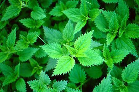 Mucize bitki çayları - Resim: 4