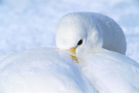 Kıyamette zararlı çıkmamak için hazır olun! - Resim: 4