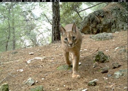 13 yıl sonra ilk kez görüntülendi - Resim: 1