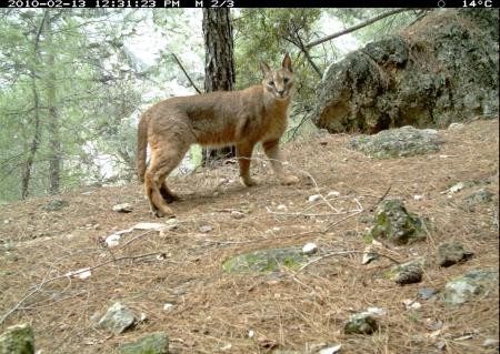 13 yıl sonra ilk kez görüntülendi - Resim: 2