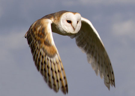 En sosyetik hayvan - Resim: 1