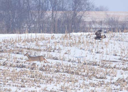 Kartal avını gözüne kestirdi ve... - Resim: 2