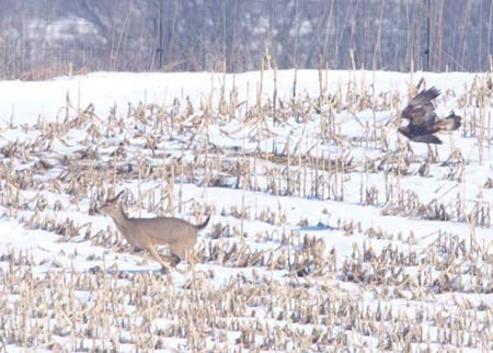 Kartal avını gözüne kestirdi ve... - Resim: 3