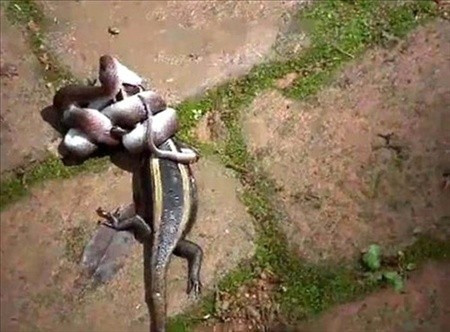 Vahşi doğanın acımasız yüzü - Resim: 4