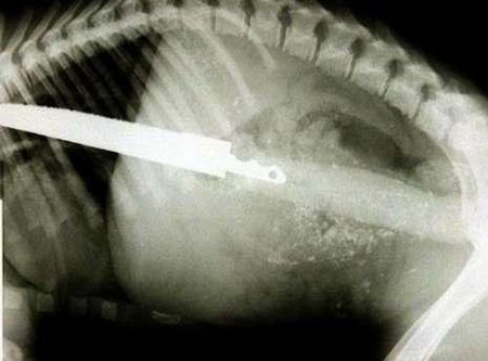 İnanılmaz röntgen filmleri - Resim: 4