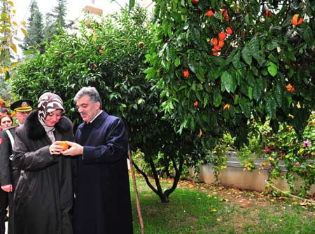 Gül portakal bahçesinde - Resim: 1
