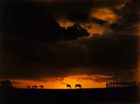 Hayvanların bu hareketleri sizi şaşırtacak! - Resim: 1