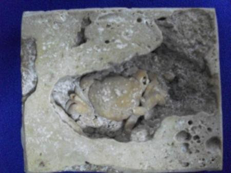 Bu yengeç 2.5 milyon yaşında! - Resim: 1