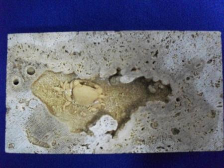 Bu yengeç 2.5 milyon yaşında! - Resim: 2