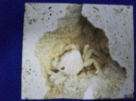 Bu yengeç 2.5 milyon yaşında! - Resim: 3