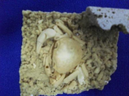 Bu yengeç 2.5 milyon yaşında! - Resim: 4