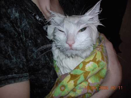 Yıkanmak istemeyen kediler - Resim: 4