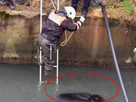 Denizin üzerinde ceset şoku! - Resim: 1