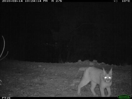 13 yıl sonra ilk kez görüntülendi - Resim: 4